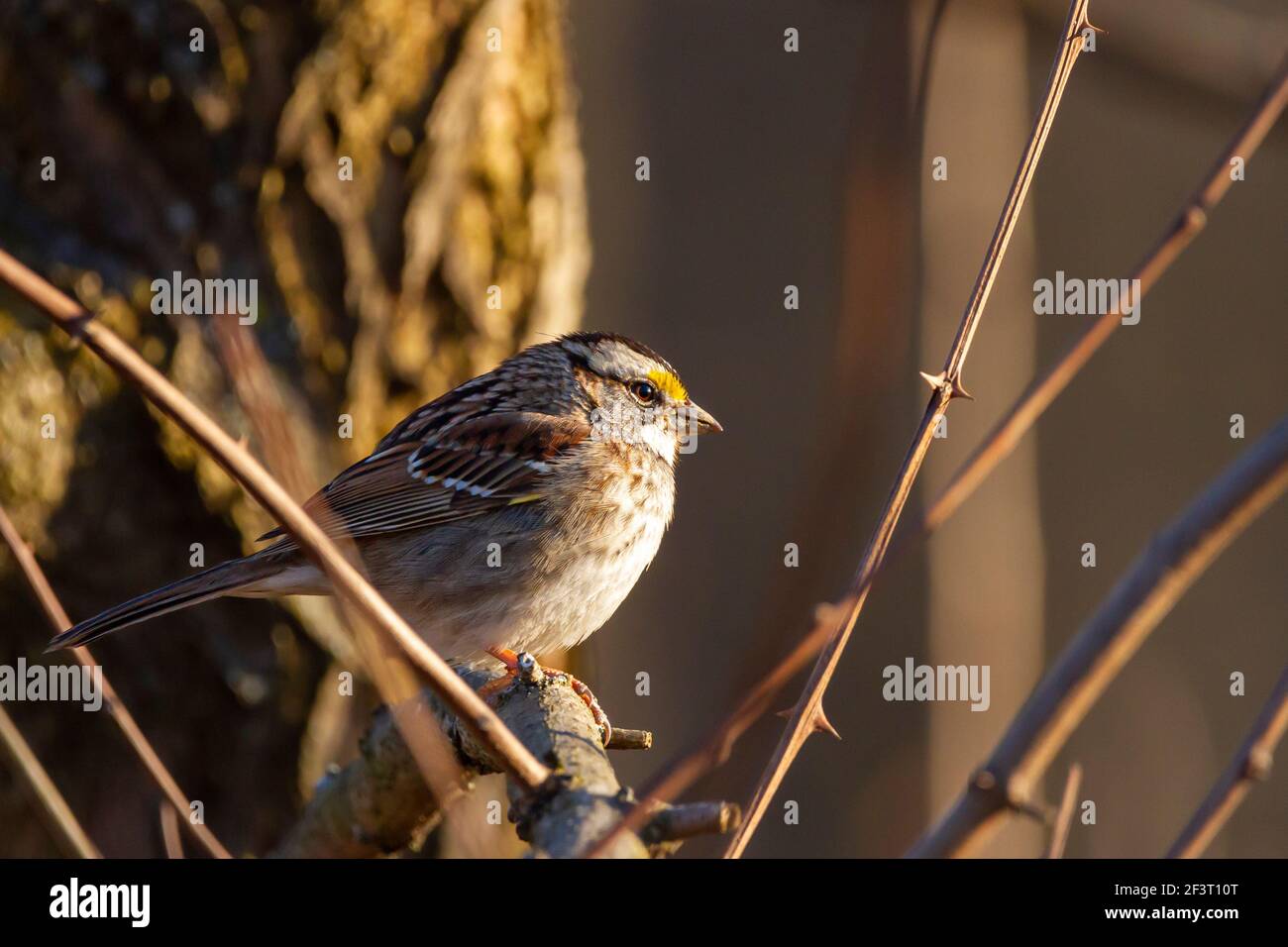 Zonotrichia albicollis, passera bianca che perching sul ramo in inverno. Vista laterale con luci di presa sugli occhi e giallo punto verde sulla fronte. P. Foto Stock