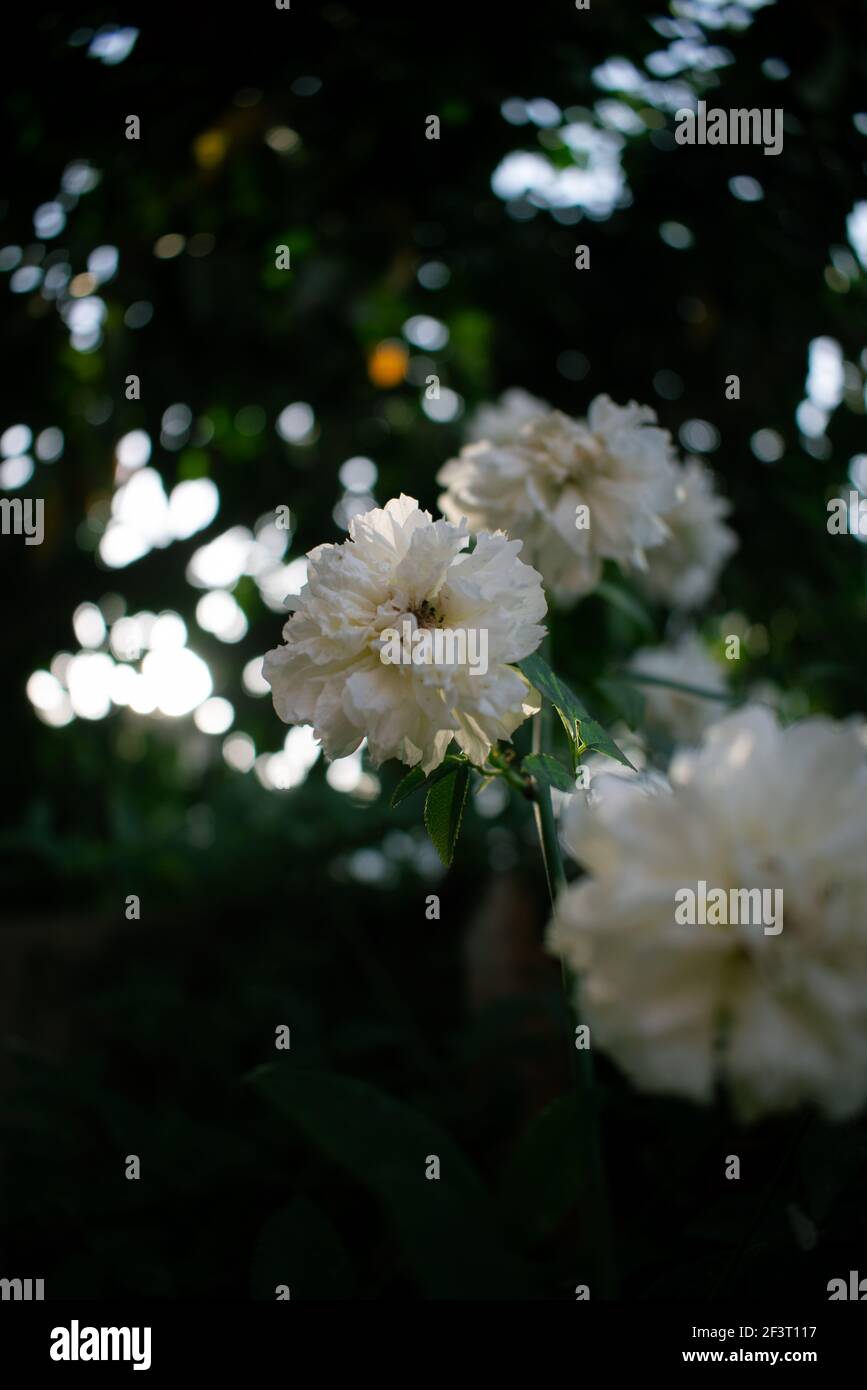 Bella rosa bianca (rosa floribunda bianca, fiore di ponente) appesa in una lussureggiante foglia verde viti. Foto Stock