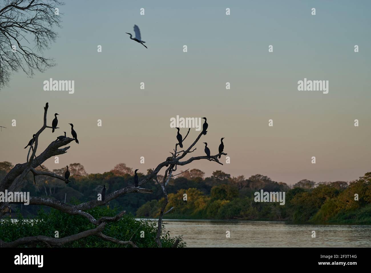 Uccelli esotici del Pantanal. Il cormorano neotropico o olivaceo, Phalacrocorax brasilianus, seduto su un ramo durante il tramonto, zone umide Foto Stock