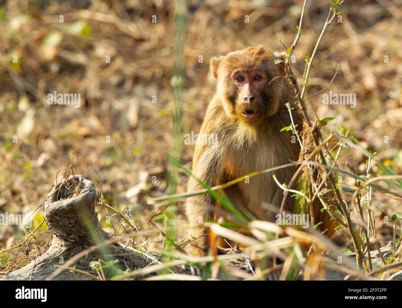 Macaco Rhesus (macaca mulatta) Foto Stock