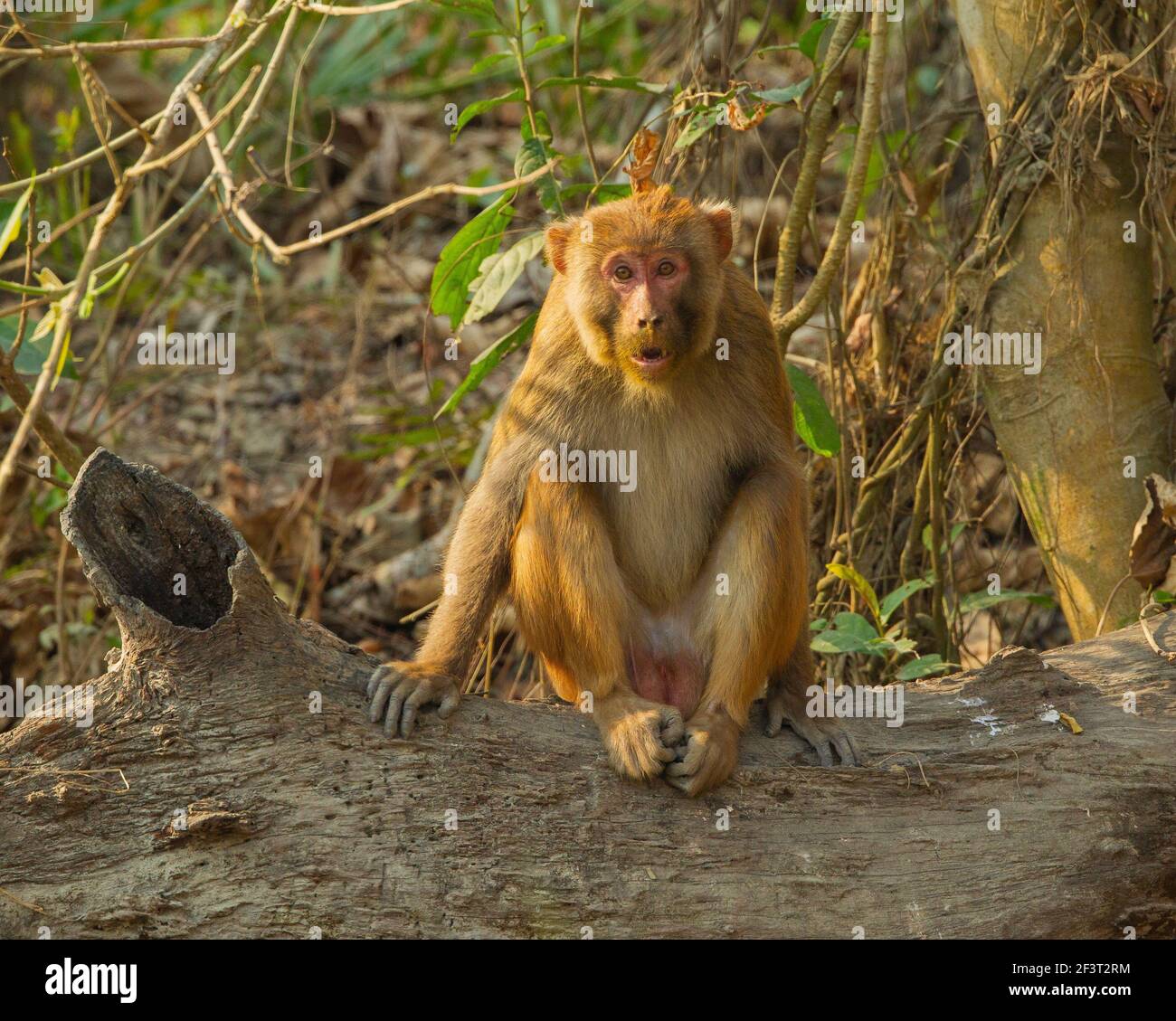 Macaco Rhesus (macaca mulatta) Foto Stock