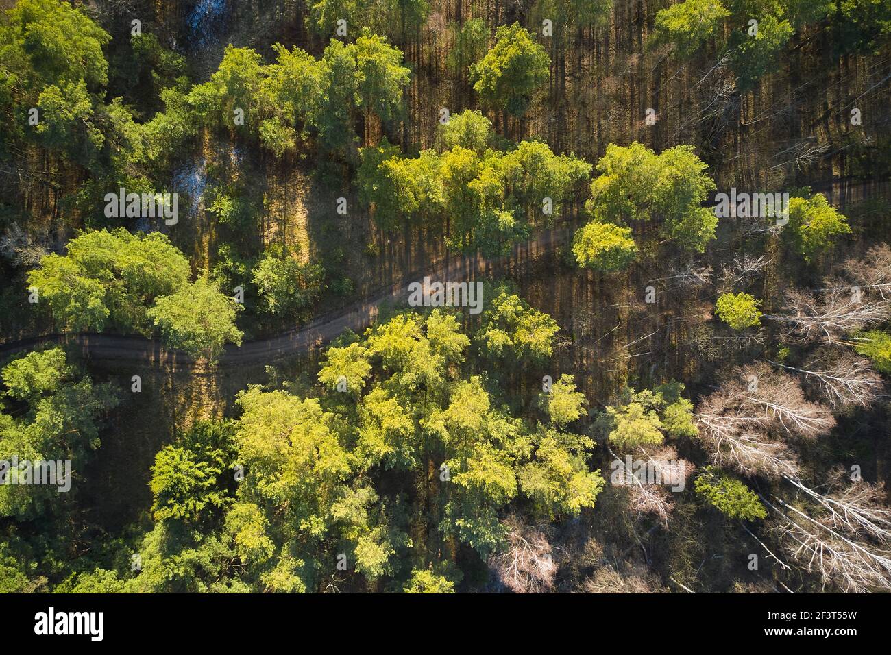 Strada vuota in una foresta da un drone. Splendido paesaggio naturale in primavera. Foto Stock