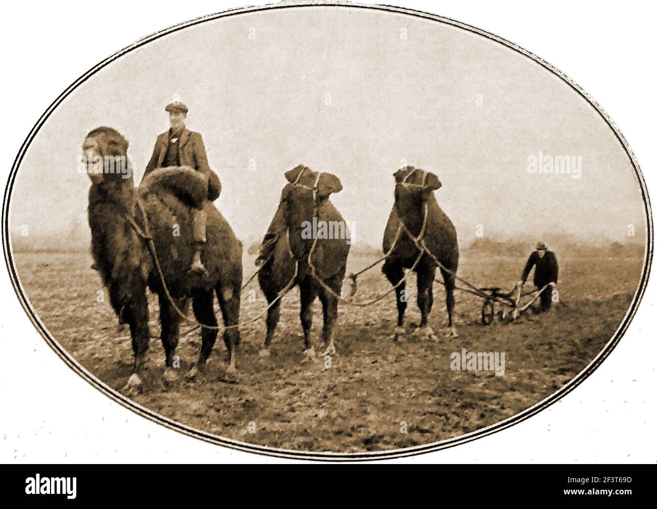 WWI - cammelli del Circus utilizzati per arare in una fattoria nel Regno Unito, a causa di cavalli che sono richiesti per uso bellico. Foto Stock