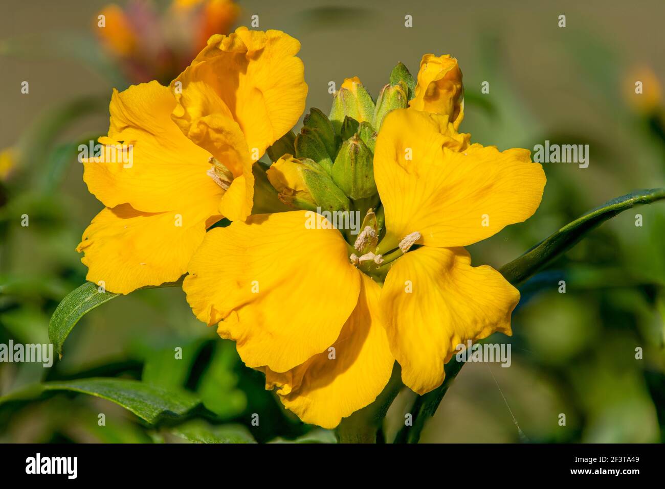Primo piano di un fiore giallo (erysimum cheiri) in fiore Foto Stock