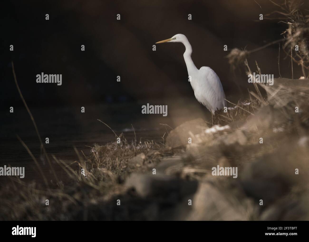 Grande uccello egreo bianco (Ardea alba) Foto Stock