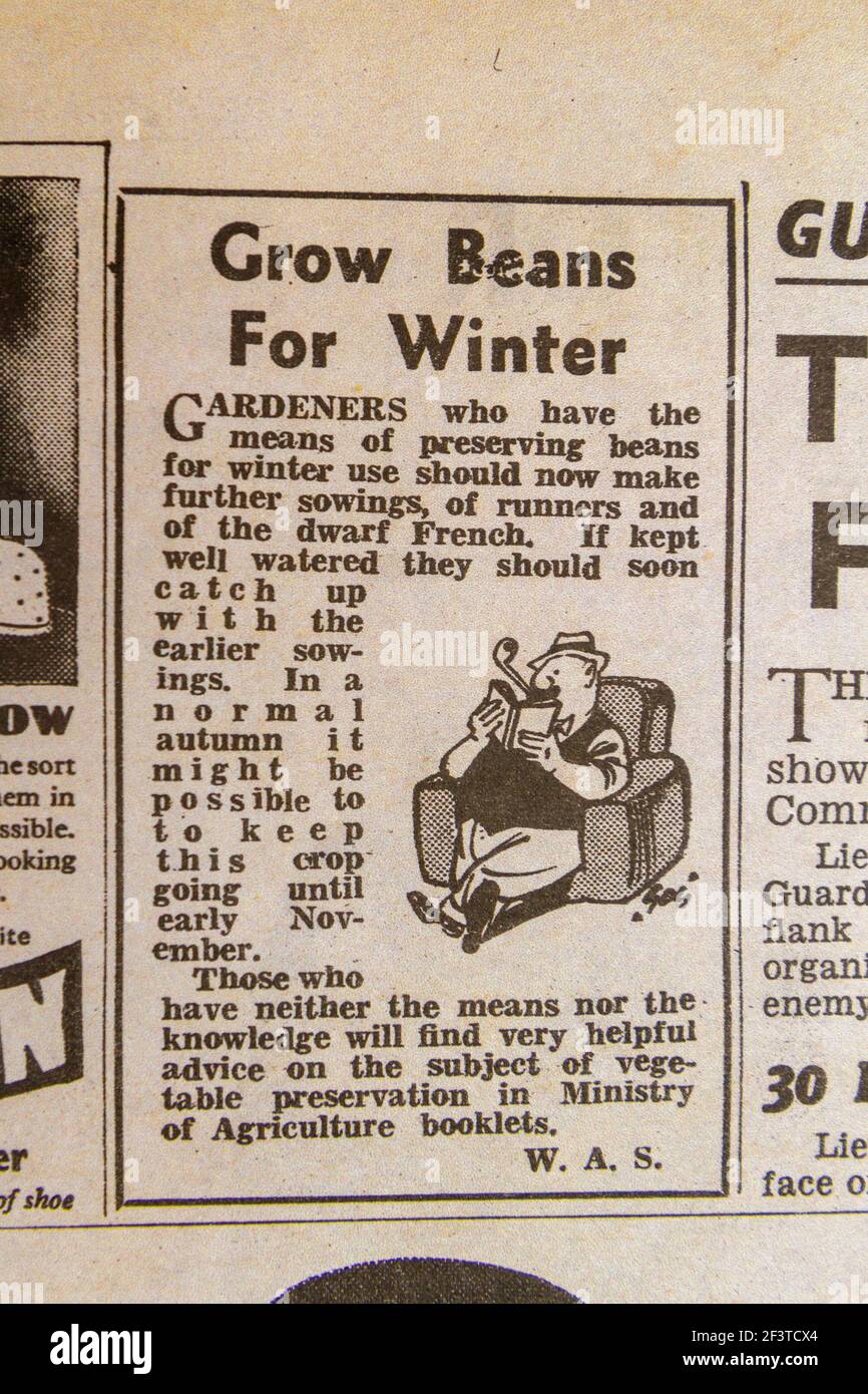 'Grow Beans for Winter' incoraggiando i giardinieri a conservare i fagioli nel quotidiano Daily Sketch (replica), 19 giugno 1940 (durante la Battaglia di Gran Bretagna). Foto Stock