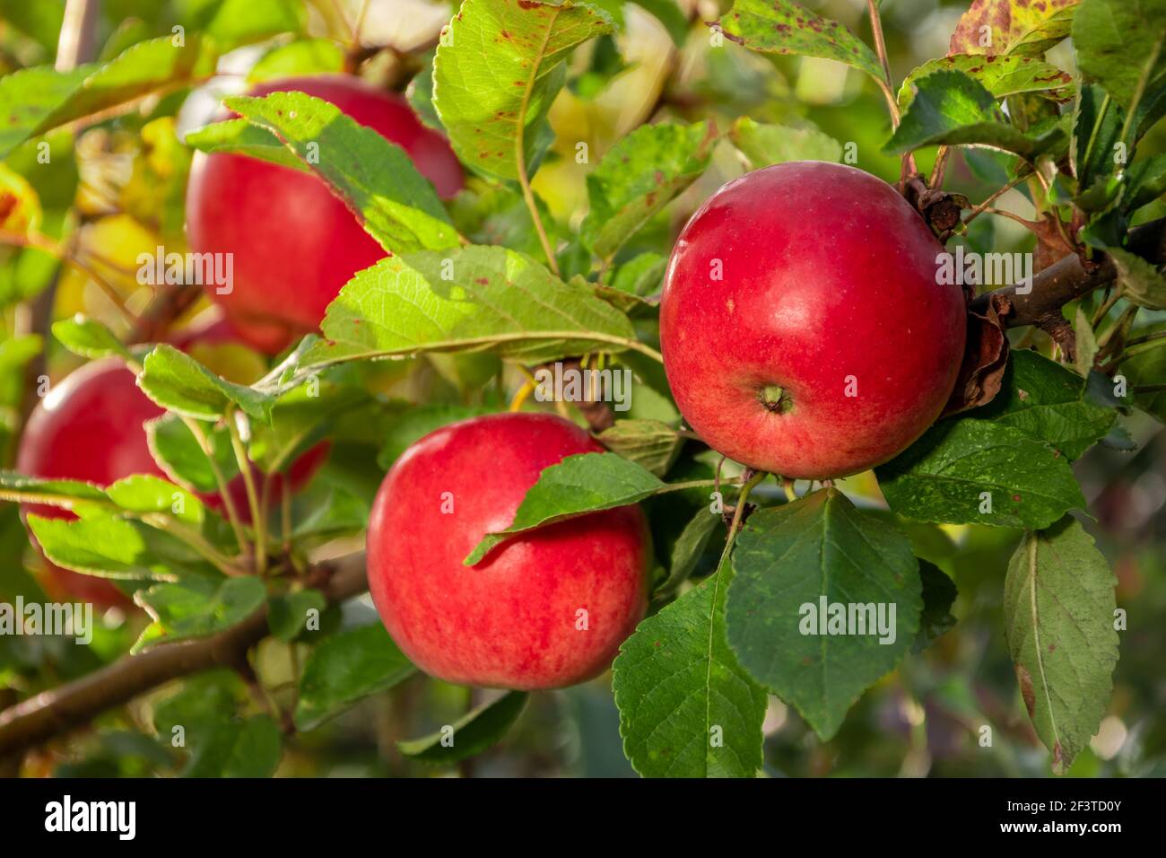 Le mele rosse mature sui rami di un albero di mele nel giardino sono pronte per la raccolta. Foto Stock
