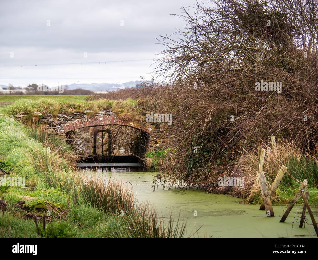 Saracinesca nel canale di drenaggio nelle Marais Braunton vicino a Barnstaple, Devon, Inghilterra. Foto Stock