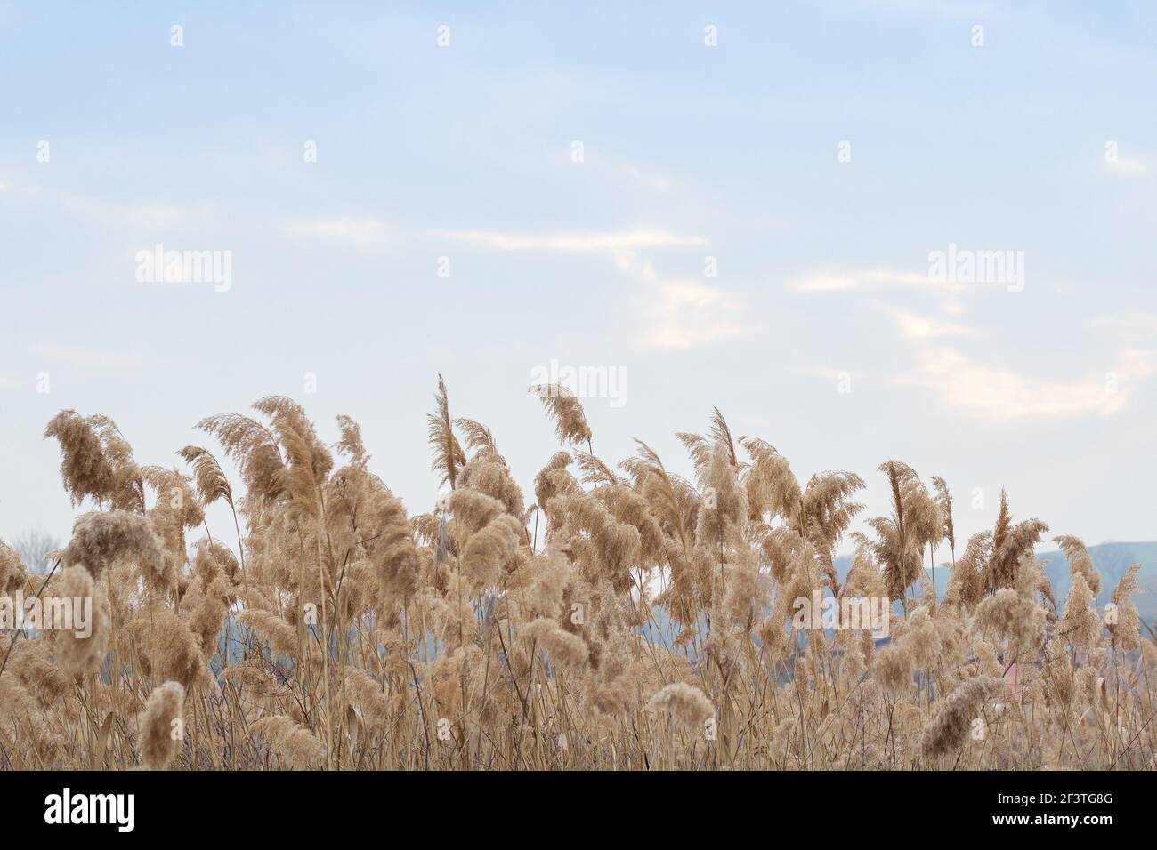 Erba di Pampas (Cortaderia selloana), canne, semi di canna. Le canne d'oro si insidano nel vento contro il cielo blu. Astratto sfondo naturale. Bellissimo pattugliatore Foto Stock