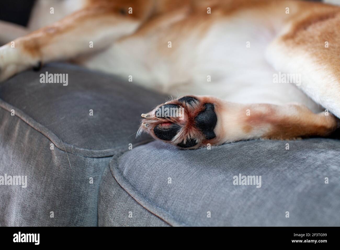 Una croce Husky di San Bernardo ha un tampone di zampa strappato doloroso (tagliato), e lo ha leccato fino a quando non è rosso, sanguinante e crudo. Il taglio continua ad essere strappato aperto Foto Stock