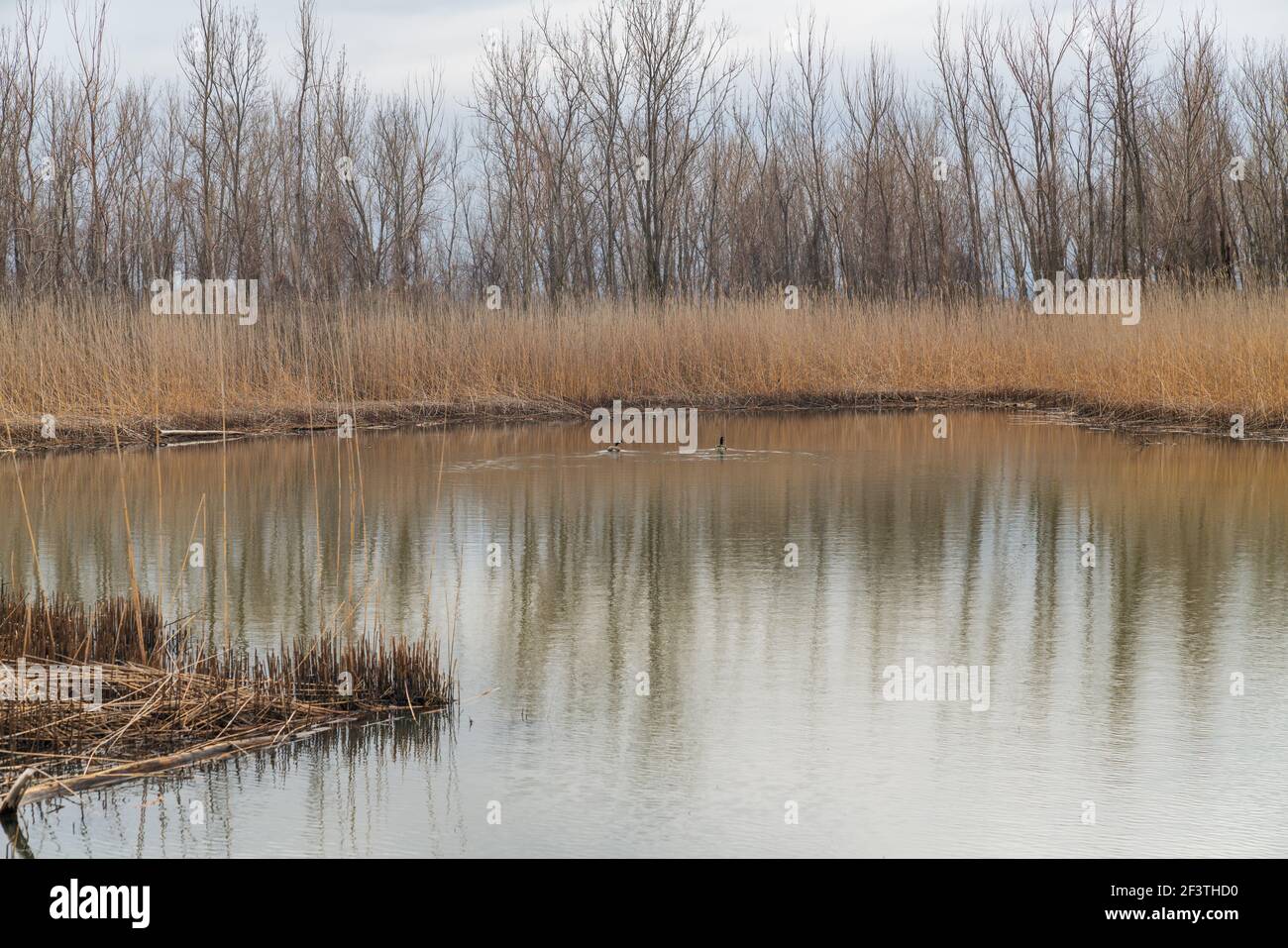 Le oche scivolano attraverso un laghetto di foresta ancora in inverno Foto Stock