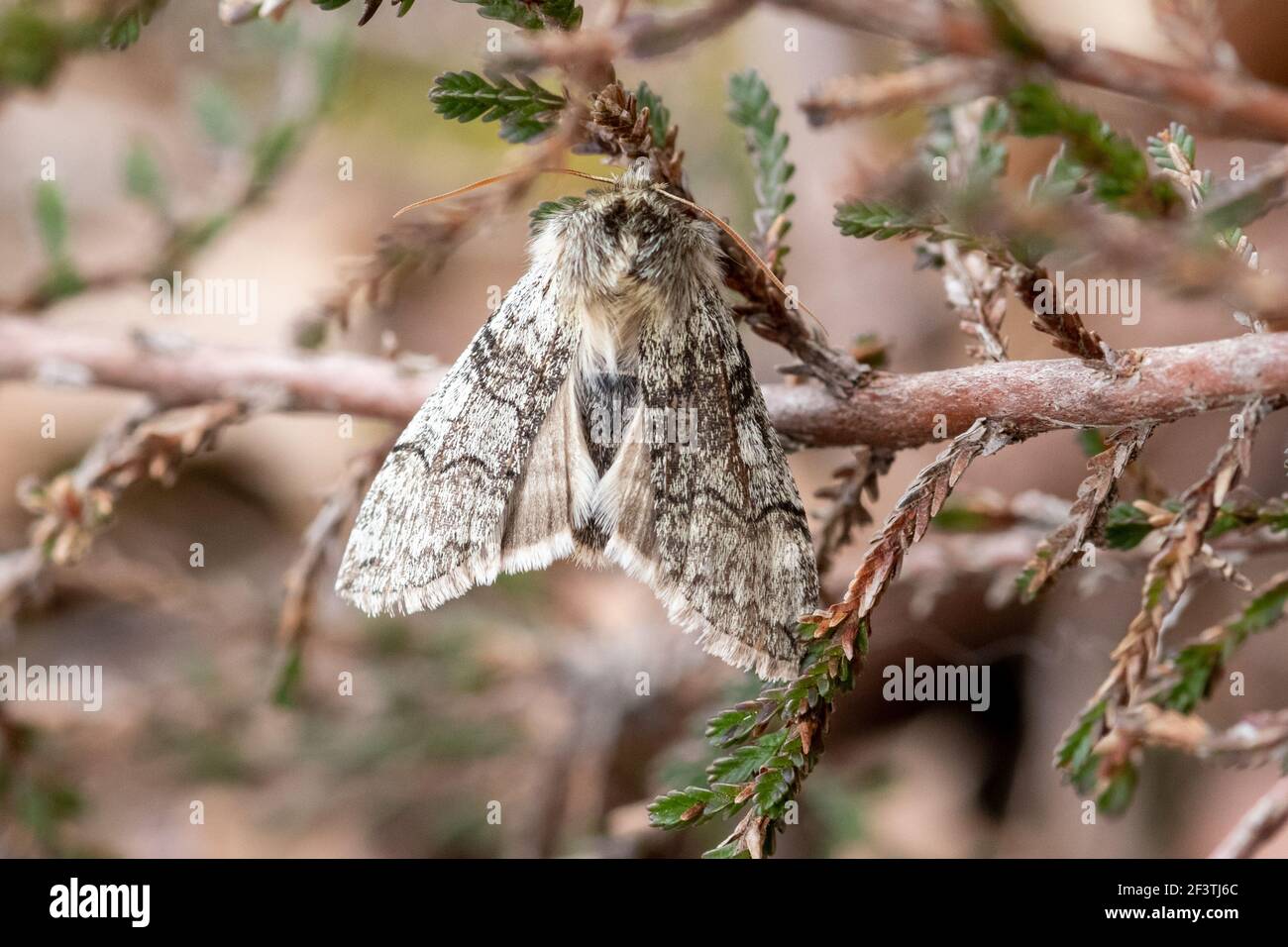 Falena cornata gialla (Achlya flavicornis), della famiglia Drepanidae, su erica in Surrey durante marzo o primavera, Surrey, Regno Unito Foto Stock