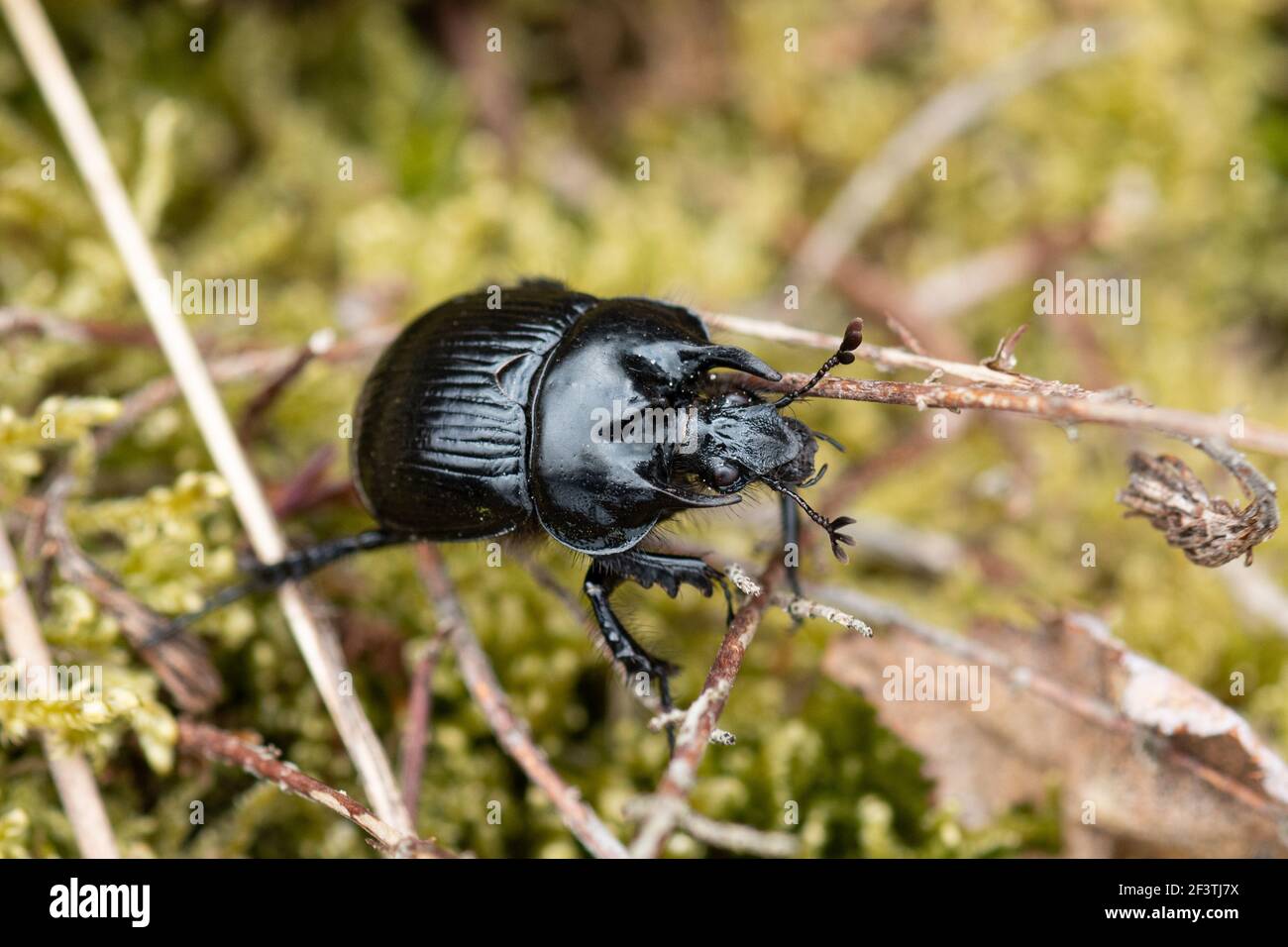 Minotaur Beetle maschio (Typhaeus typhoeus), della famiglia Geotrupidae, sulla brughiera in Surrey, Regno Unito Foto Stock