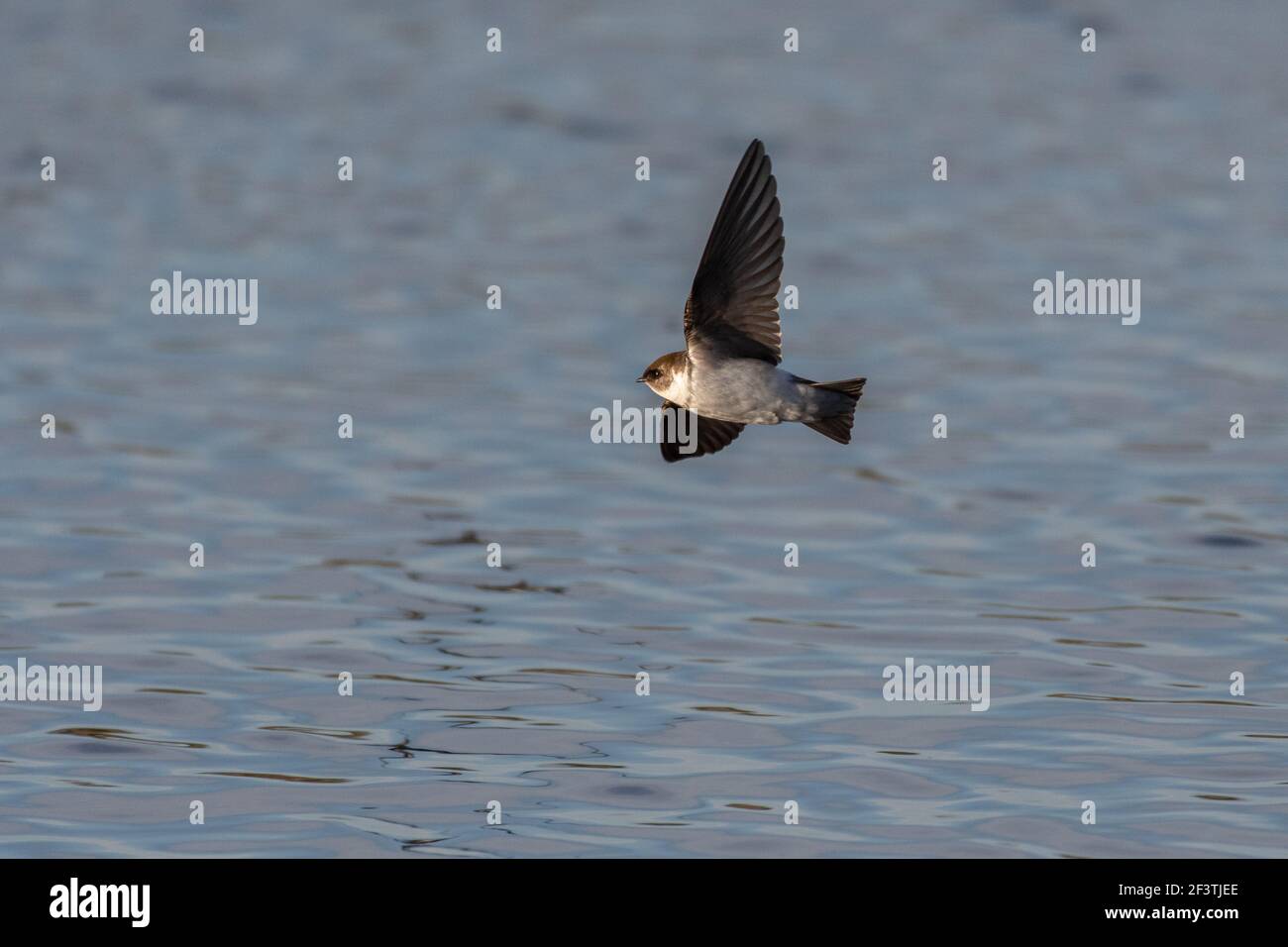 Tree Swallow vola in basso sulla superficie del laghetto estuario alla ricerca di cibo per snatch dall'acqua. Foto Stock