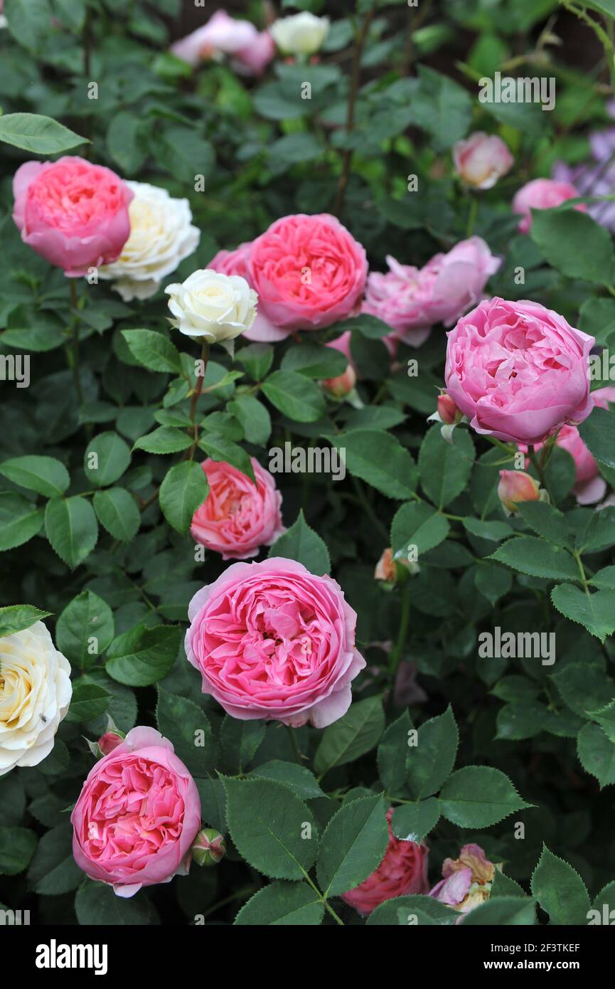 Arbusto inglese rose (Rosa) Boscobel e tranquillità fiorire in un giardino nel mese di giugno Foto Stock