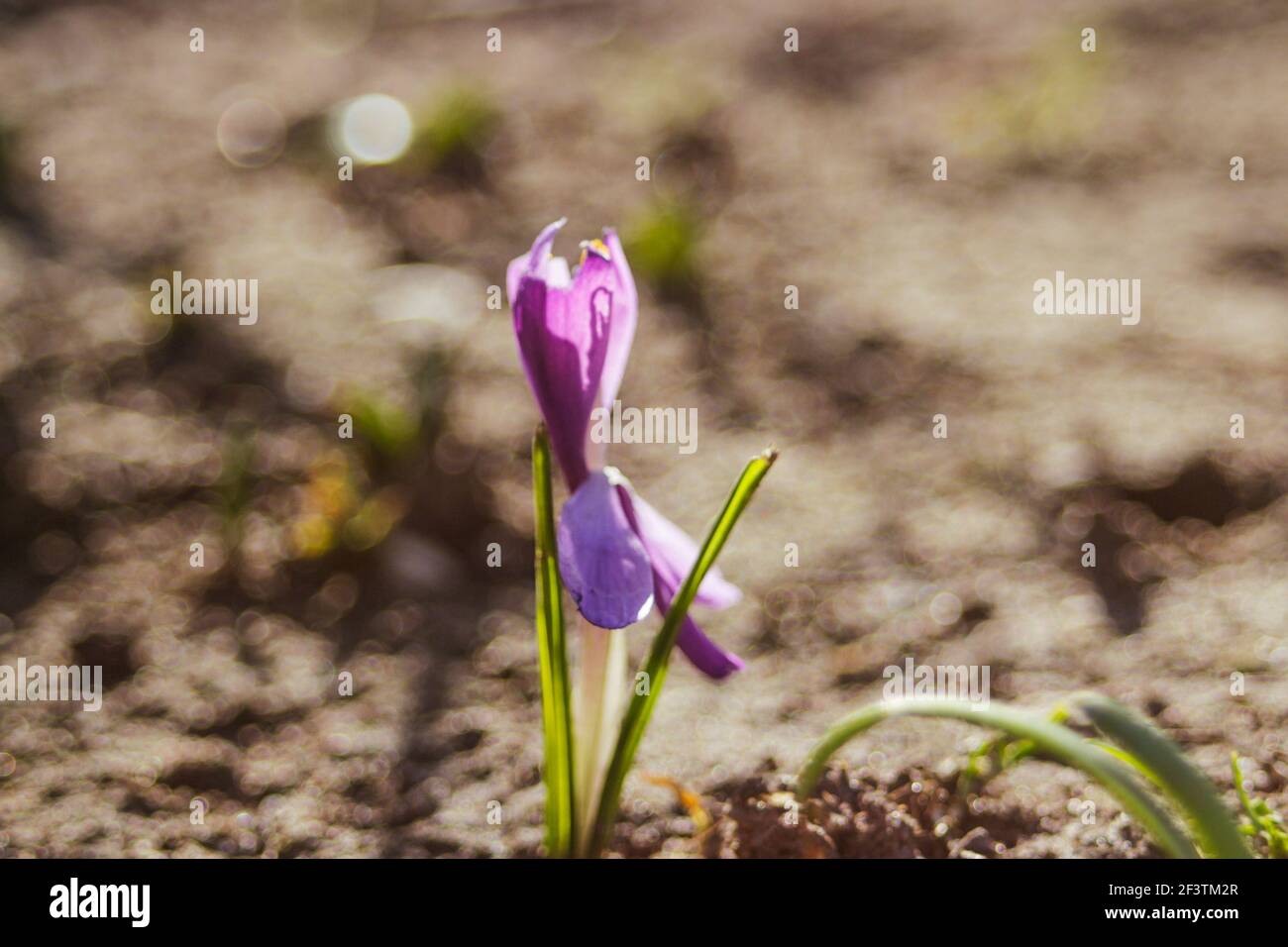 De focus un fiore di zafferano cresce nel giardino in tempo soleggiato. Fiore di primavera viola che cresce a letto. Sfondo marrone sfocato. Bokeh. Fuori fuoco Foto Stock