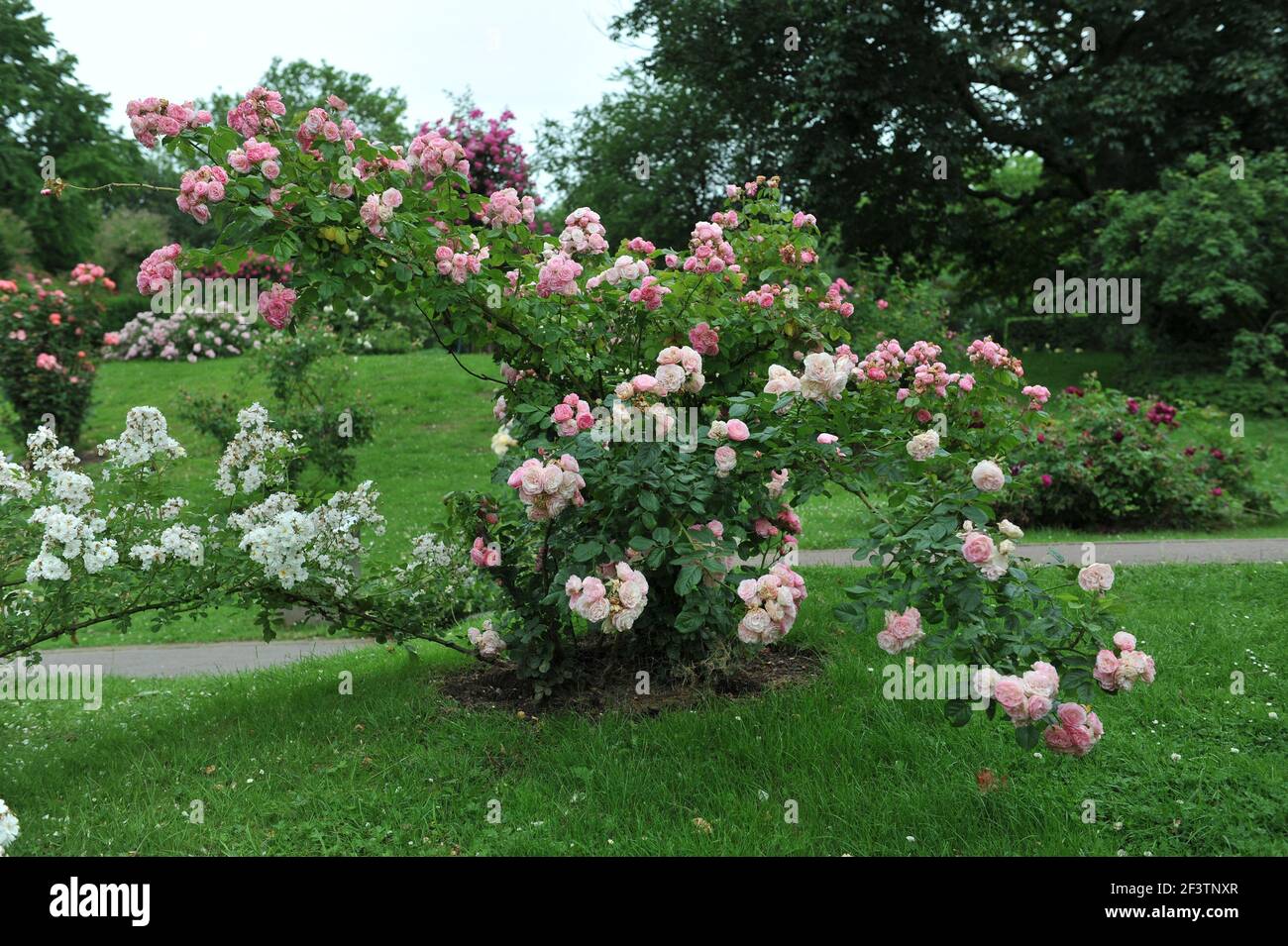 Rosa muschio ibrido bianco e rosa (rosa) bouquet Parfait fiorisce In un giardino nel mese di giugno Foto Stock