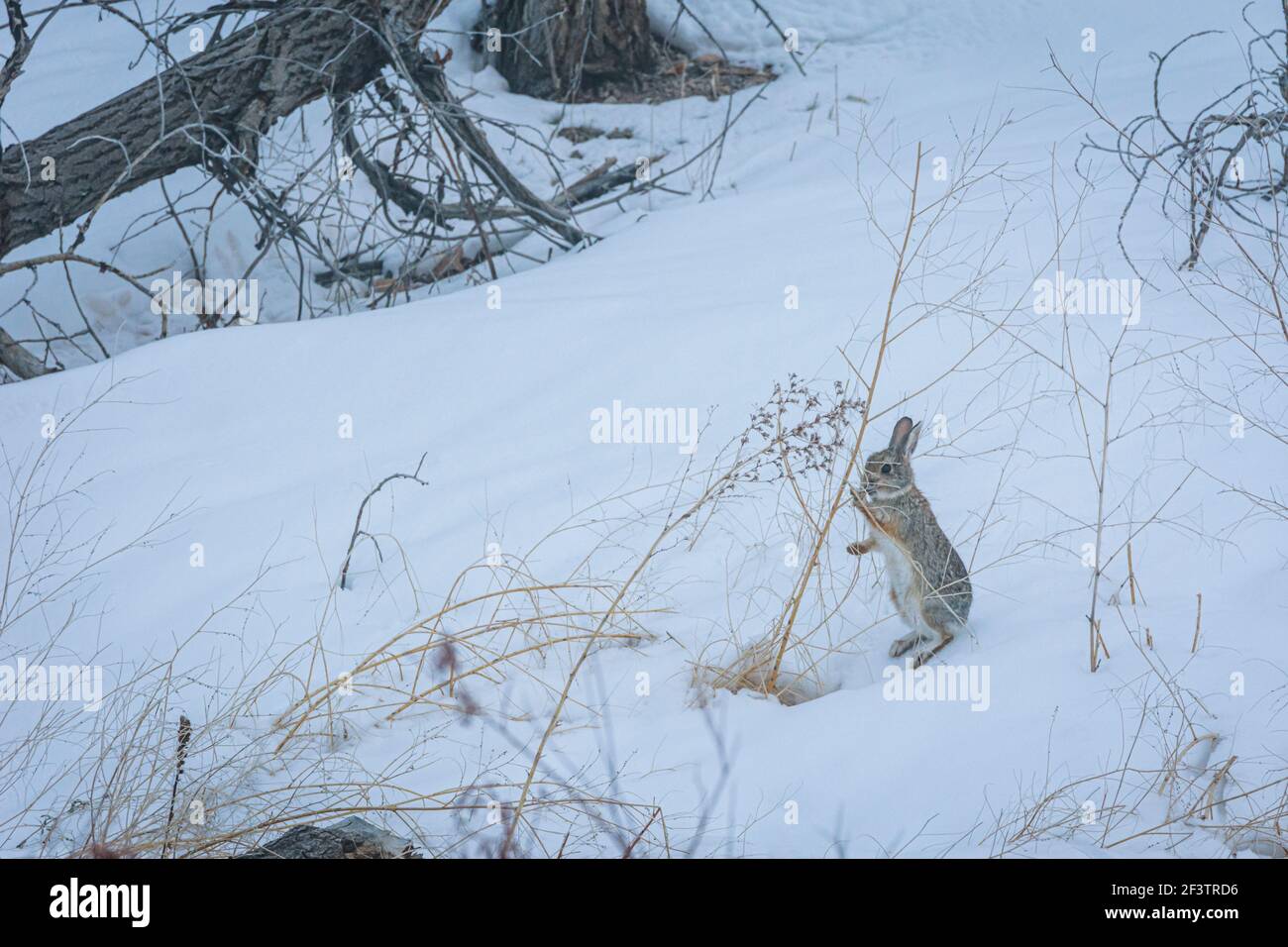 Coniglio di coda di cottontail di montagna o Nuttall (Sylvilagus nuttallii) sulle cosce di hind masticando piante selvatiche nella neve, zona di Sellar's Gulch, Castle Rock Colorado USA. Foto Stock