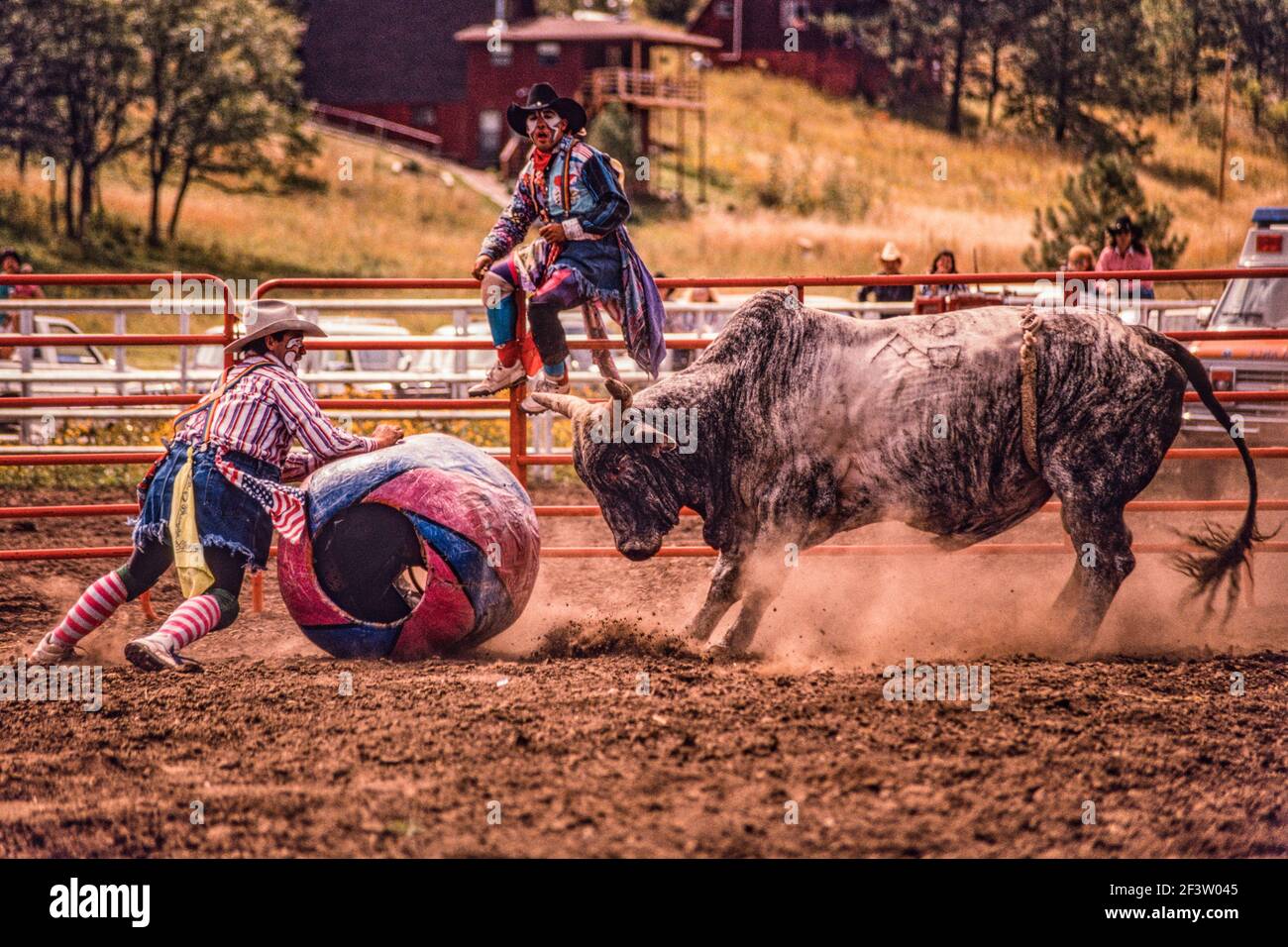 Un clown rodeo o un bullfighter intrattiene la folla in un rodeo, facendo un giro molto pericoloso di Brahman. Il toro inizia ad attaccare il barile. Foto Stock