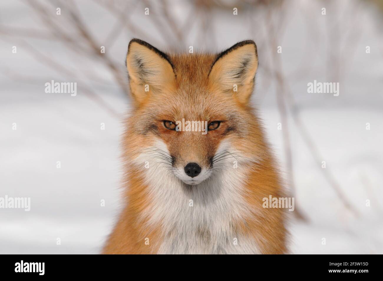 Foto in volpe rossa vista ravvicinata del profilo guardando la fotocamera nella stagione invernale nel suo ambiente con fondo nevoso. Immagine FOX. Immagine. Verticale. Foto Stock