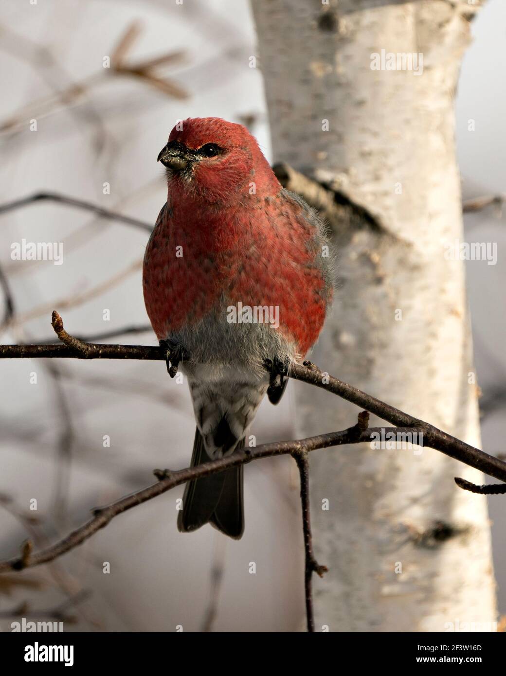 Vista ravvicinata del profilo di Pine Grossbeak, arroccata con uno sfondo sfocato nel suo ambiente e habitat. Immagine. Immagine. Verticale. Pho. Stock Pino Grossbeak Foto Stock