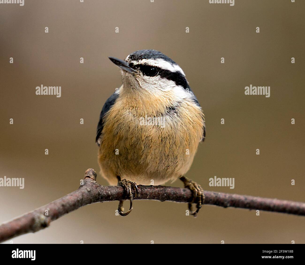 Nuthatch primo piano vista profilo appollaiato su un ramo di albero nel suo ambiente e habitat con uno sfondo sfocato, con piumaggio piuma. Foto Stock