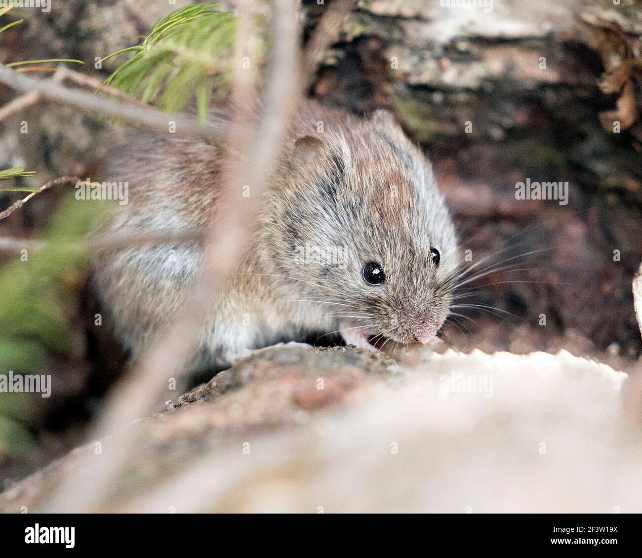 Vista del profilo in primo piano del mouse nella foresta mangiare e guardare la fotocamera nel suo ambiente e habitat con uno sfondo sfocato che mostra pelliccia marrone. Foto Stock