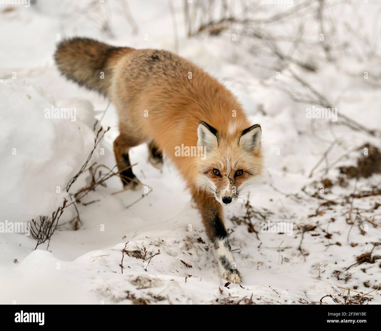 Profilo in primo piano della volpe rossa unica che cammina verso di te e guarda la fotocamera nella stagione invernale nel suo ambiente con sfondo di neve sfocata. Immagine FOX Foto Stock