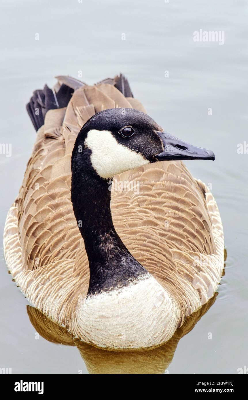 Uccello d'oca canadese in uno stagno Foto Stock