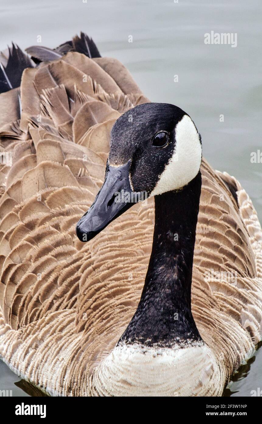 Uccello d'oca canadese in uno stagno Foto Stock