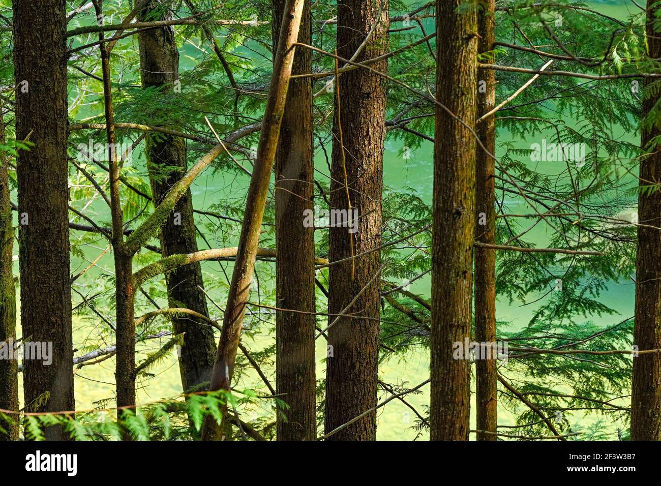 Forest Trees, Green River, Nairn Falls Provincial Park, Pemberton, British Columbia, Canada Foto Stock