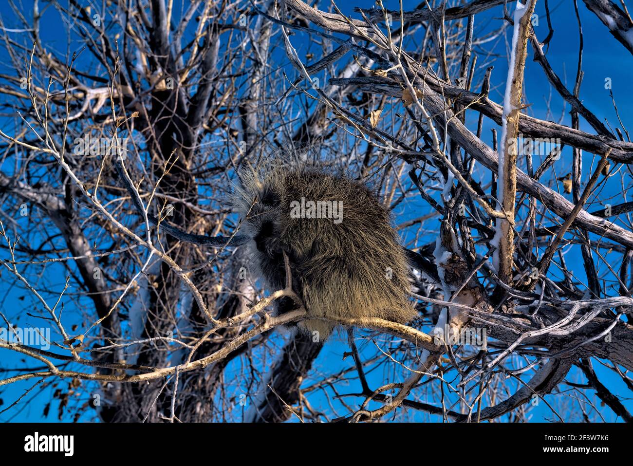Porcupine in un albero, Badlands National Park, South Dakota, U.S.A Foto Stock