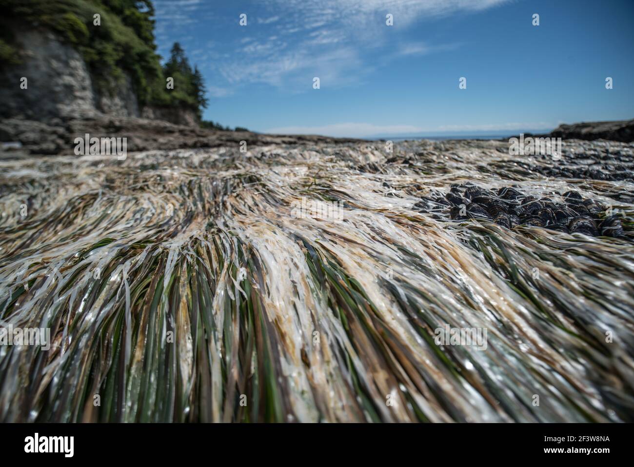 Primo piano di alghe marine con bassa marea su una spiaggia della costa occidentale, Vancouver Island, BC, Canada Foto Stock