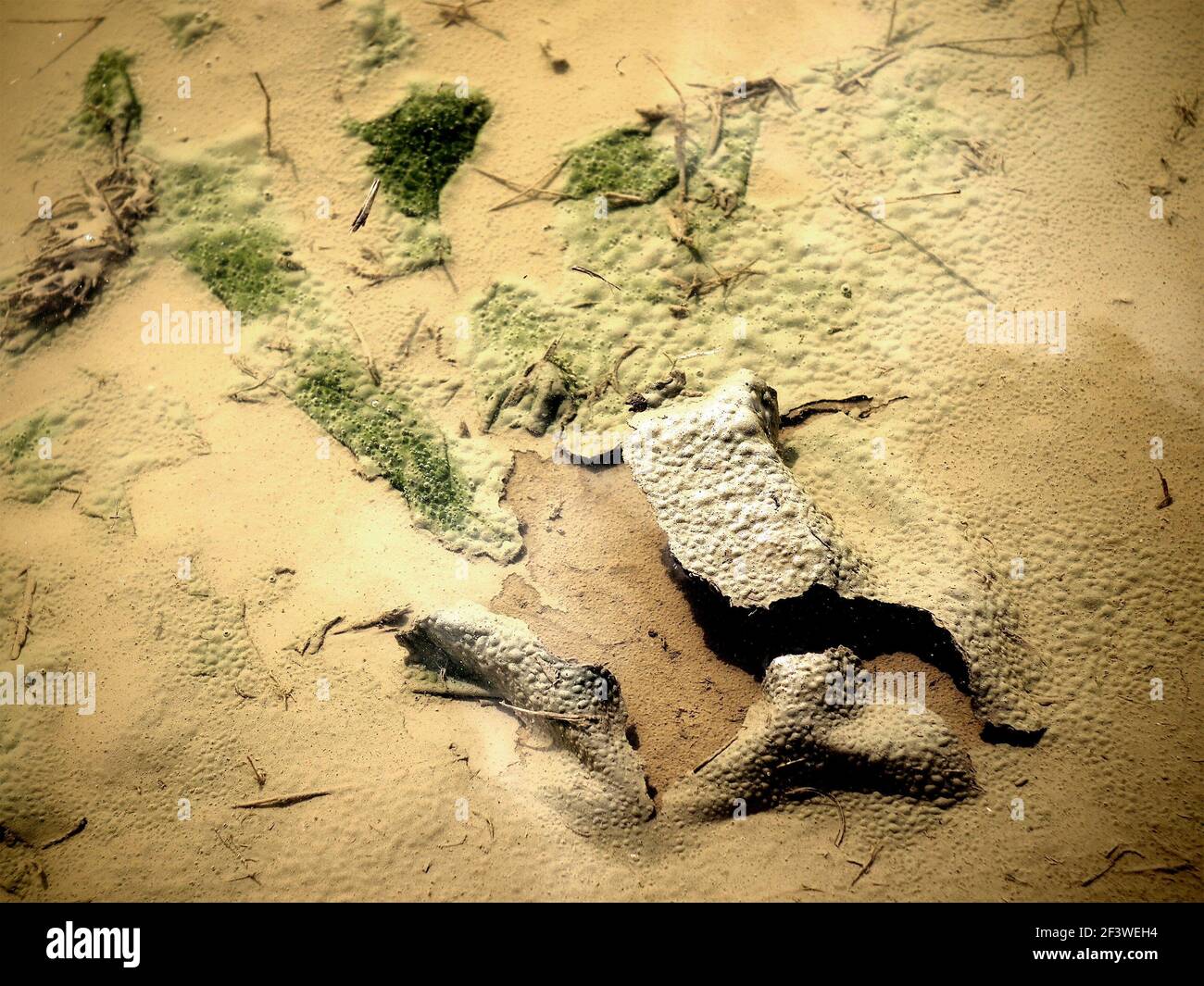Un puddle con modelli astratti di fango naturale. Foto Stock