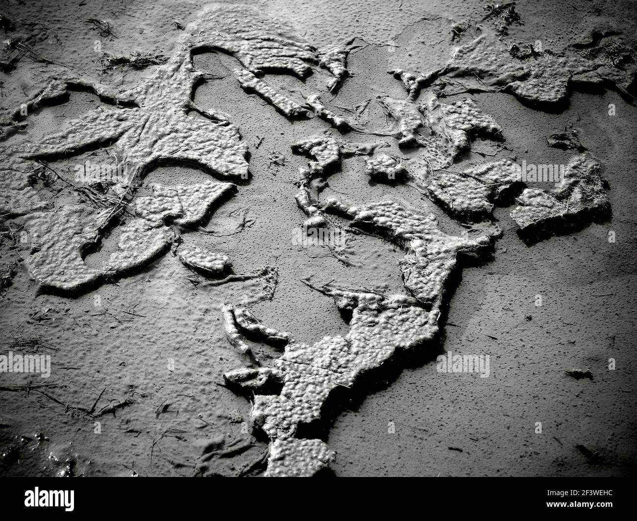 Un puddle con modelli astratti di fango naturale. Foto Stock