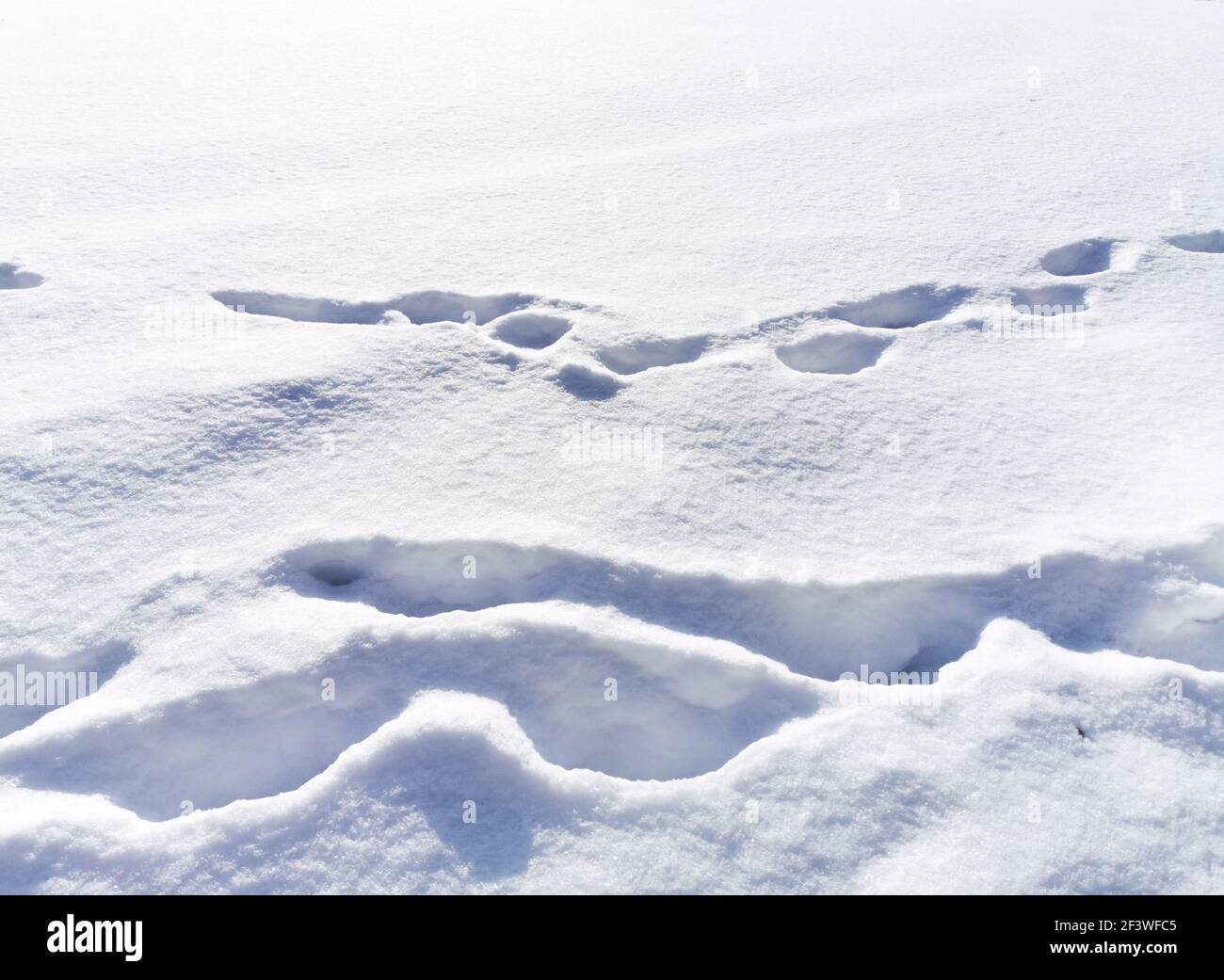 Orme nella neve fresca Foto Stock
