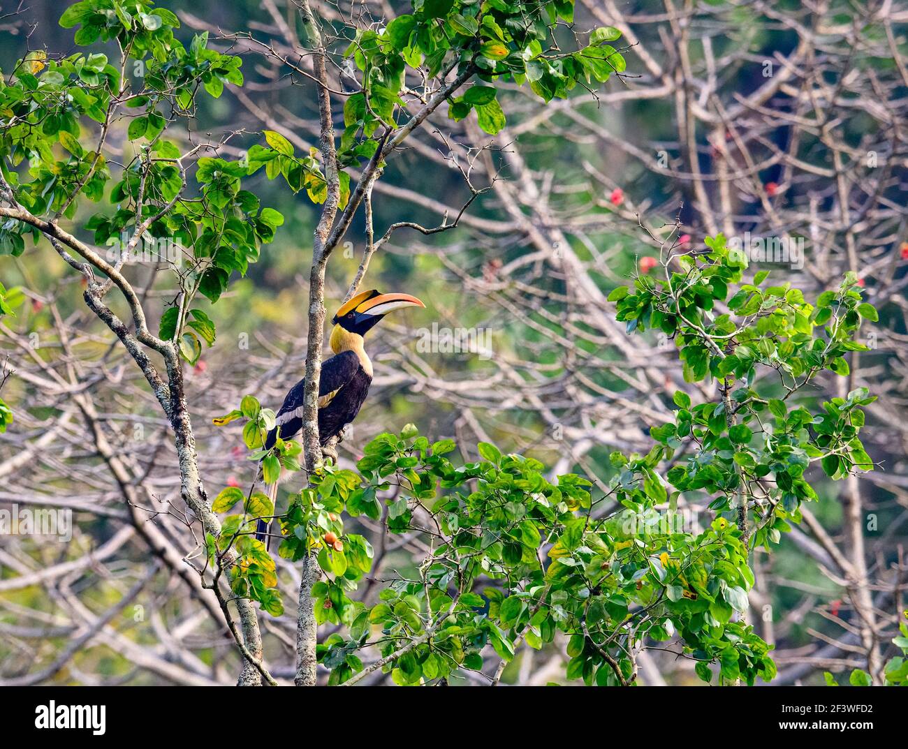 Il silenzio celestiale travolge le foreste. Il mistico e magico Ornbills flitter circa con grazia senza pari nel verde baldacchino!!! Foto Stock