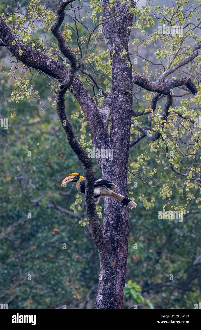 Il silenzio celestiale travolge le foreste. Il mistico e magico Ornbills flitter circa con grazia senza pari nel verde baldacchino!!! Foto Stock