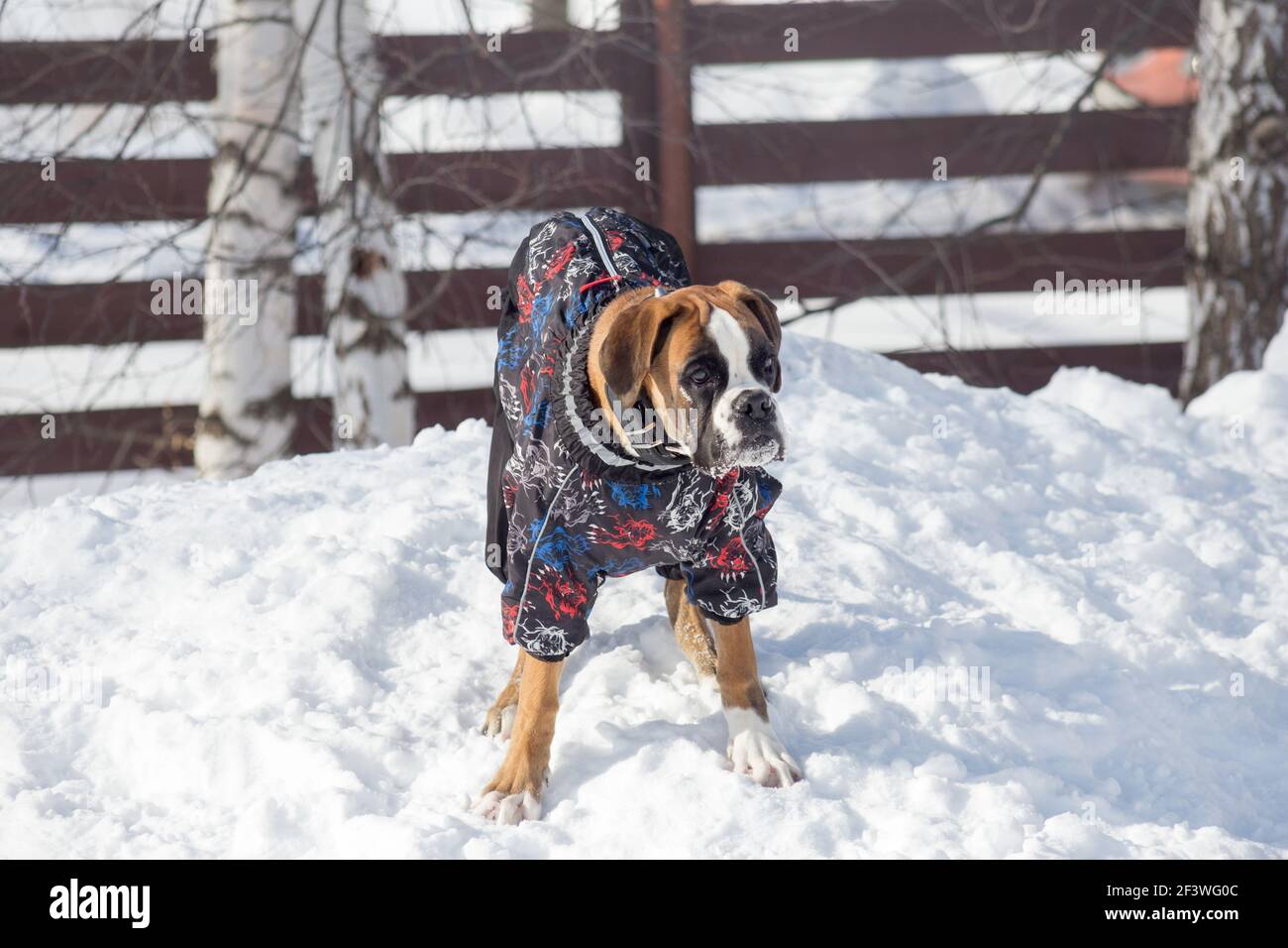 Carino cucciolo tedesco di pugile in un bellissimo abbigliamento per animali domestici è in piedi su una neve bianca nel parco invernale. Animali domestici. Cane purebred. Foto Stock