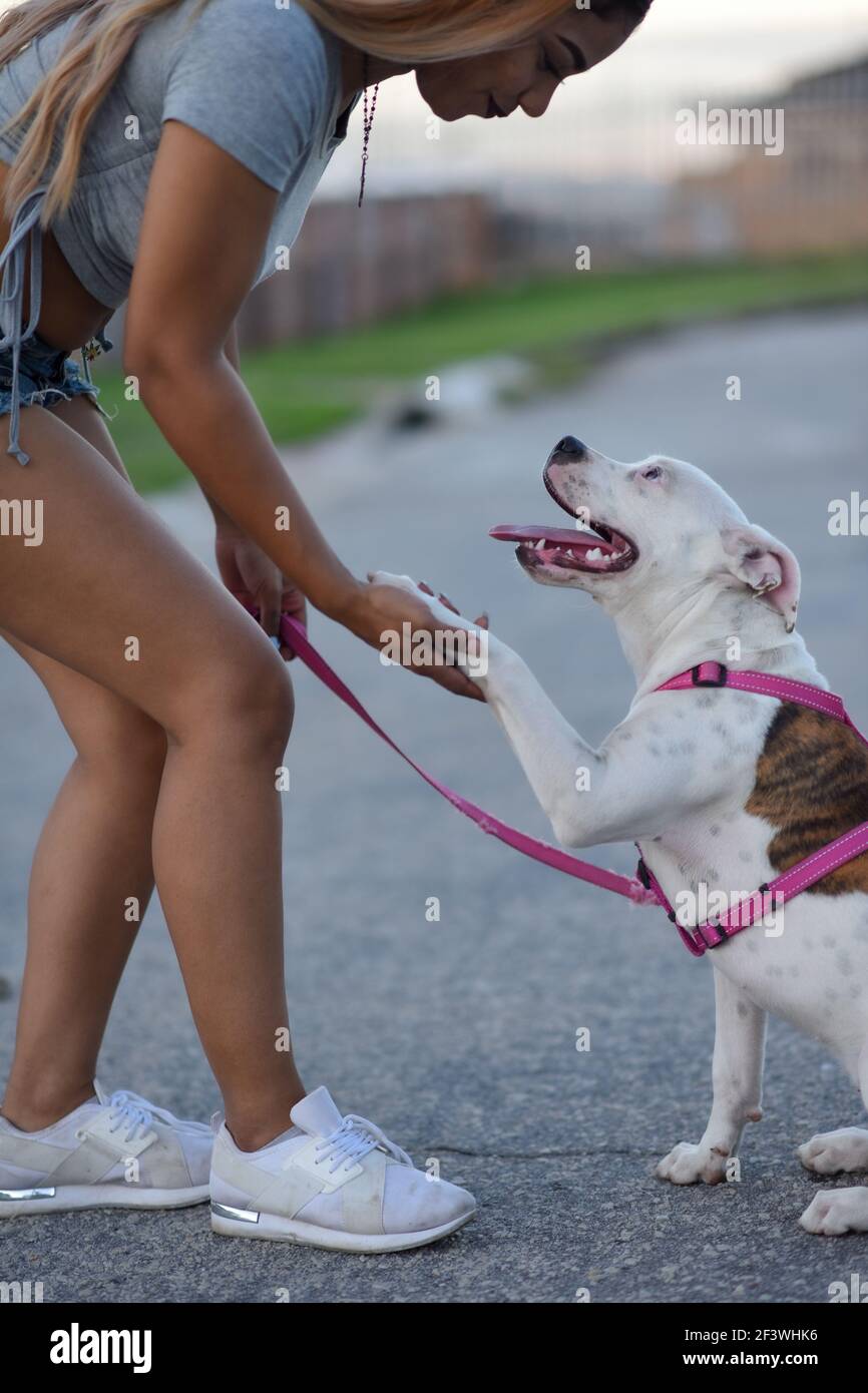 Ritratto di donna e cane che si fissano l'un l'altro Foto Stock