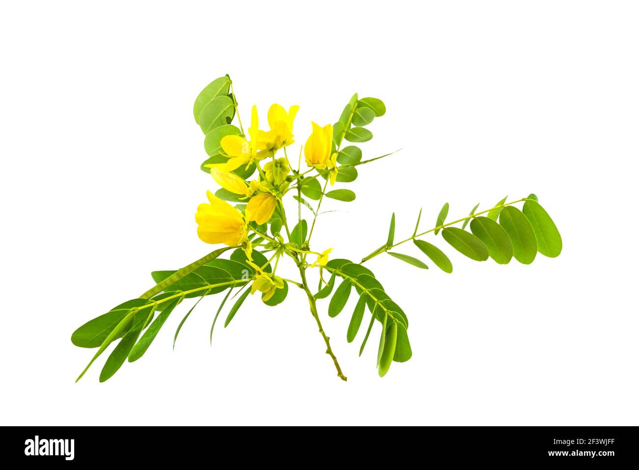 Chiuso fiore giallo American Cassia o Golden Wonder isolato su sfondo bianco.salvato con ritaglio percorso. Foto Stock