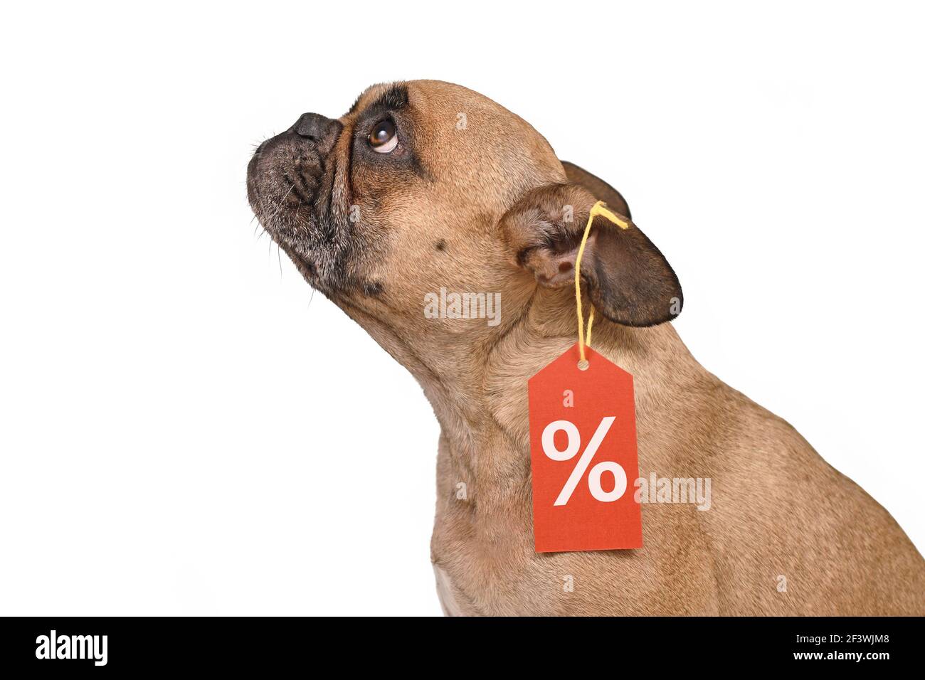 Francese Bulldog cane con prezzo tag con percentuale di vendita segno isolato su sfondo bianco Foto Stock