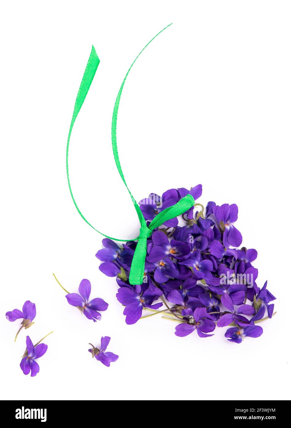 Foglia verde e fiori di legno viola Viola odorata isolato su sfondo bianco. Piante medicinali e da giardino Foto Stock