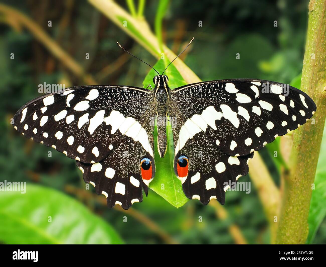 Coda di rondine a scacchi (Papilio demoleus) Limone o coda di rondine di lime o piccola farfalla di agrumi, che si nutrono su foglia verde Foto Stock