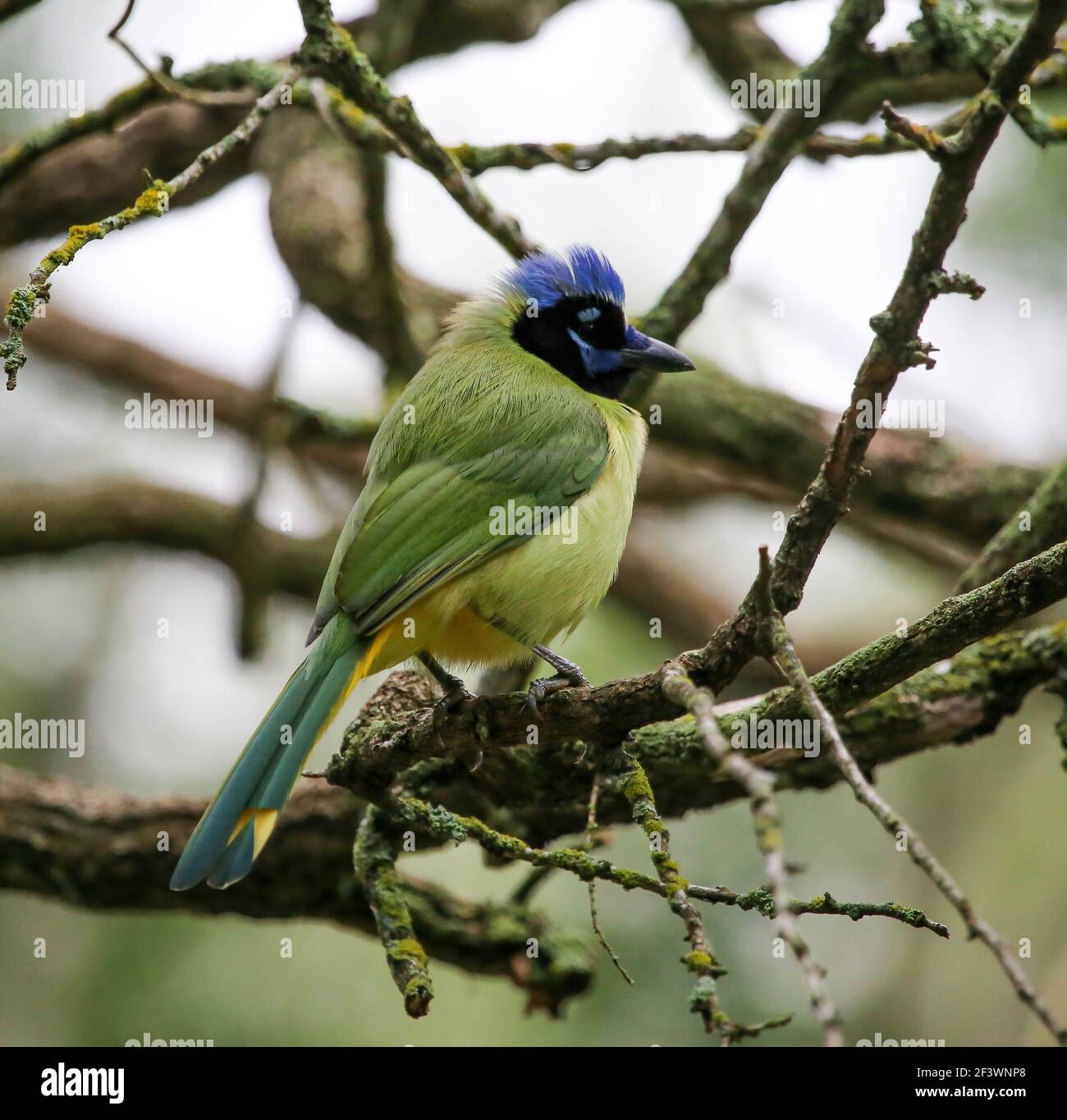 Fieno verde, Cyanocorax luxuosus Foto Stock