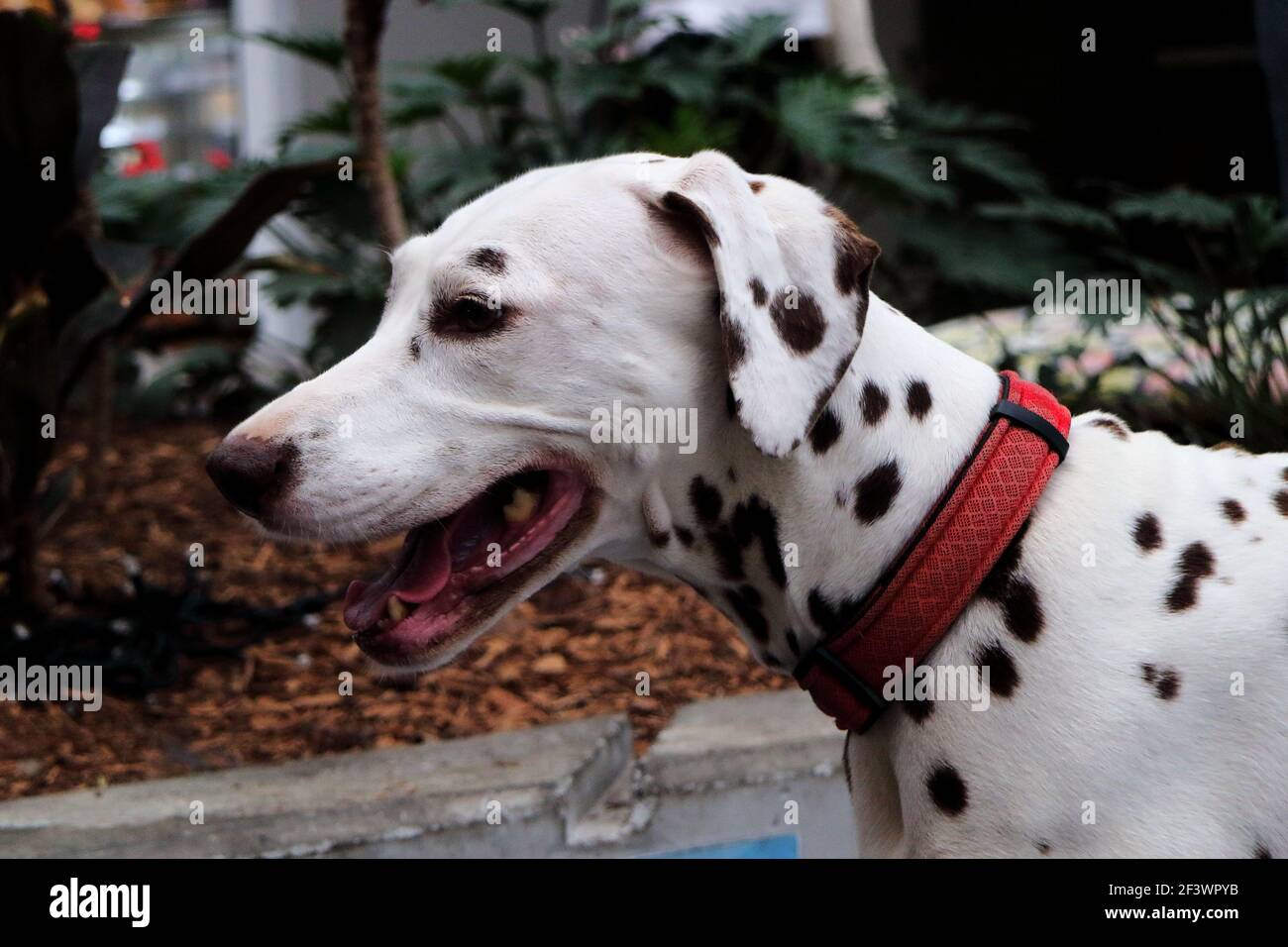 Profilo di un carino dalmata femmina cane di fronte a sinistra indossare collare rosso Foto Stock