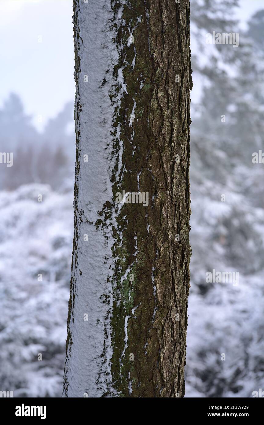 Bella vista verticale della tessitura del vento invernale di neve su tronco di abete nel Ticknock Forest National Park, Co. Dublino, Irlanda. Inverno irlandese insolito Foto Stock