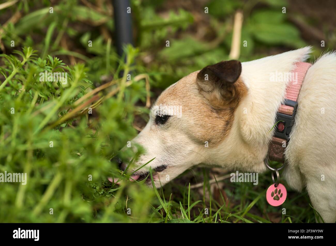 Bella vista ravvicinata del simpatico cane Jack Russell Terrier mangiare erba in giardino. Cani occhi e orecchie. Emozioni animali. Tristezza. Mancanza di vitamine Foto Stock