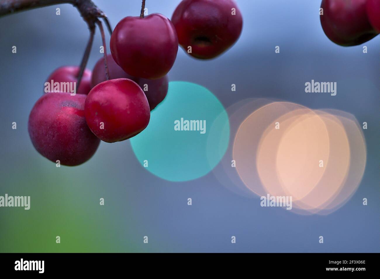Bella vista serale di bacche rosse invernali con grandi luci bokeh, Dublino, Irlanda Foto Stock