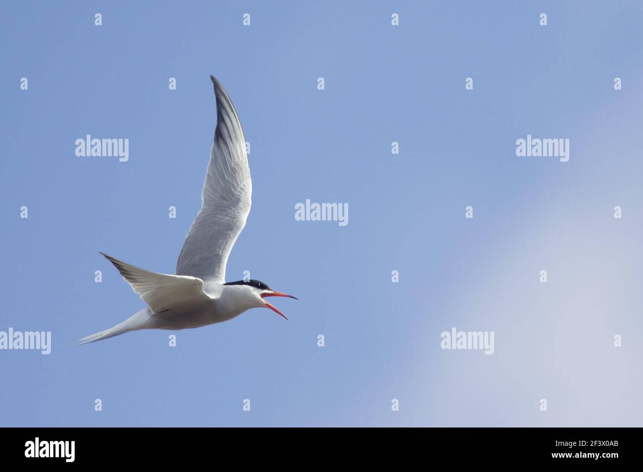 Common Tern - Chiamate in volo Sterna hirundo Burray, Orkney BI019915 Foto Stock